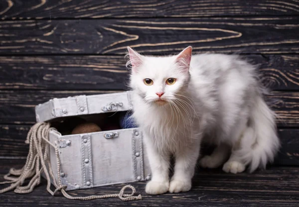 一个白色蓬松的猫站在盒子旁边 黑色背景的线 — 图库照片