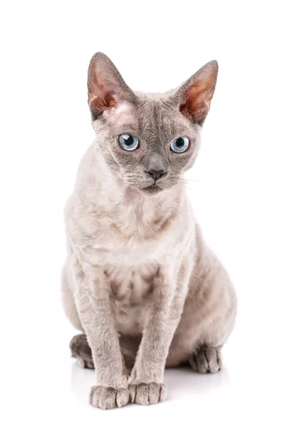 Devon Rex Razza Gatto Siede Uno Sfondo Bianco — Foto Stock