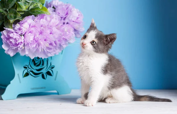 一只在白桌子上嬉闹的小猫 在浅蓝色的背景上小猫站在盒子旁边 开着花 — 图库照片