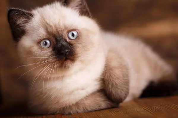 Escocês Cor Creme Gato Reta Fazer Postal Para Dia Amantes — Fotografia de Stock