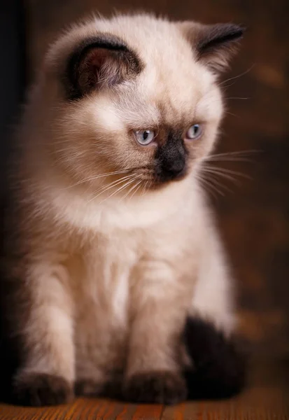 Σκωτσέζικη Κρέμα Γάτας Πρότυπο Για Καρτ Ποστάλ Στην Ημέρα Των — Φωτογραφία Αρχείου
