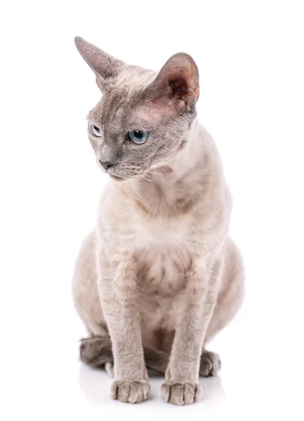 Devon Rex Gato Raça Senta Fundo Branco — Fotografia de Stock