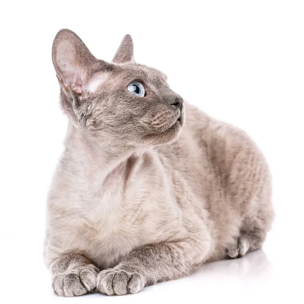 Reinrassige Devon Rex Cat Portrait Auf Weißem Hintergrund — Stockfoto