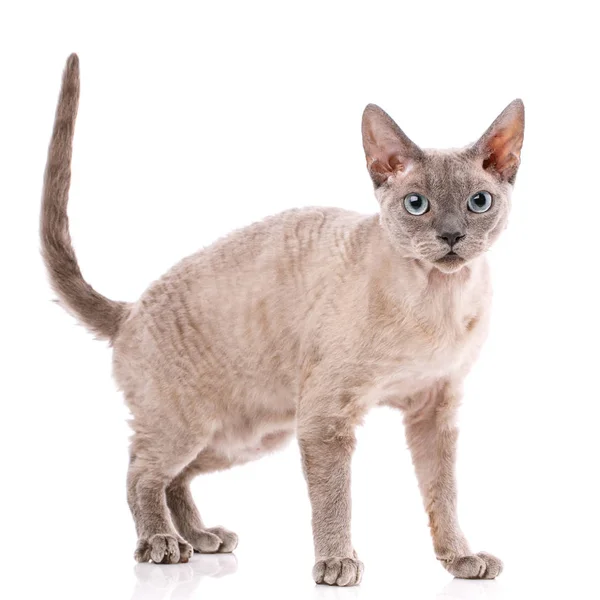 Renrasigt Devon Rex Katt Porträtt Vit Bakgrund — Stockfoto