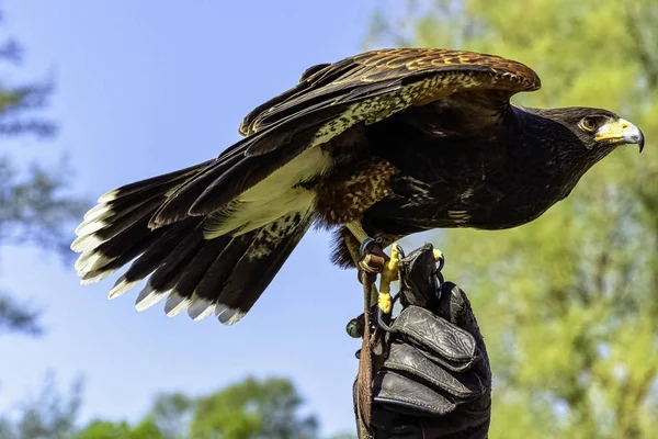 Яструб Гарріса Parabuteo Unicinctus Раніше Відомий Крилата Бухта Або Темна — стокове фото