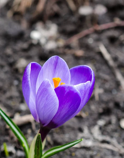 Pierwsze Wiosenne Kwiaty Krokus — Zdjęcie stockowe