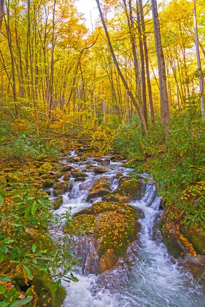 ノースカロライナ州のグレート スモーキー山脈国立公園の滝の森の岩や葉を流れる急流 — ストック写真