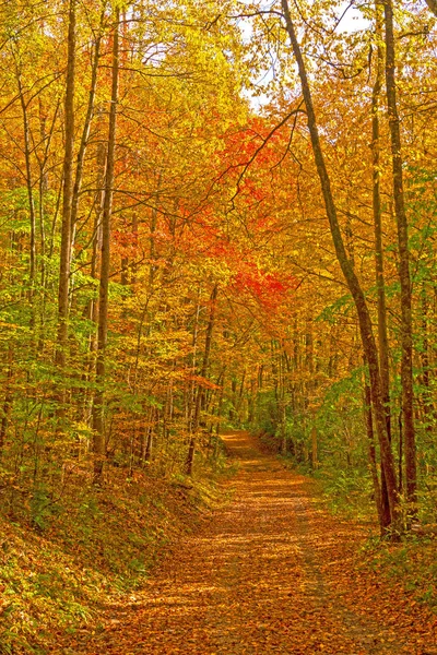 Odlehlá Lesní Cesta Podzim Národním Parku Zakouřené Hory Severní Karolíně — Stock fotografie