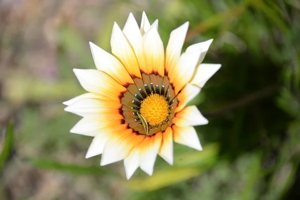 Fleurs Printanières Sur Costa Blanca Espagne — Photo