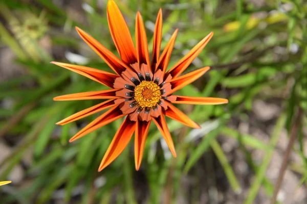 Fiori Primavera Alla Costa Blanca Spagna — Foto Stock