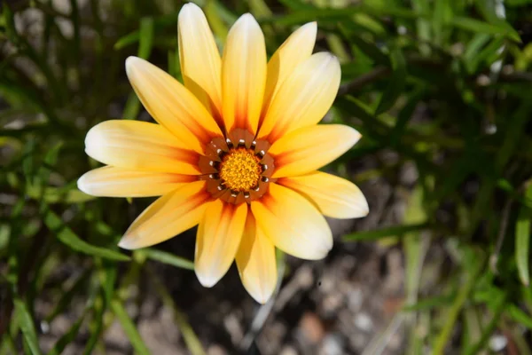 Fiori Primavera Alla Costa Blanca Spagna — Foto Stock