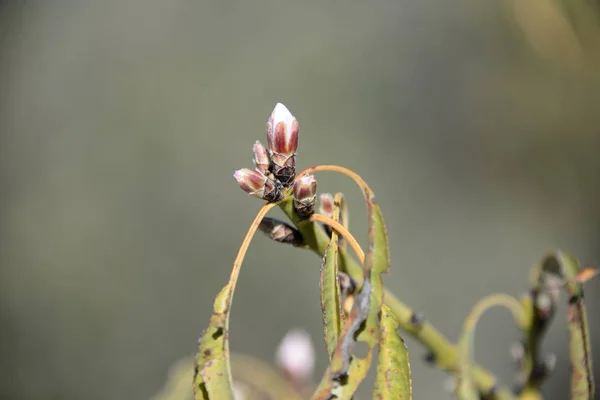 アーモンドの木の上の花 コスタリカ スペイン — ストック写真