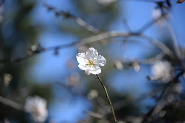 Blüten Auf Mandelbäumen Costa Blanca Spanien — Stockfoto