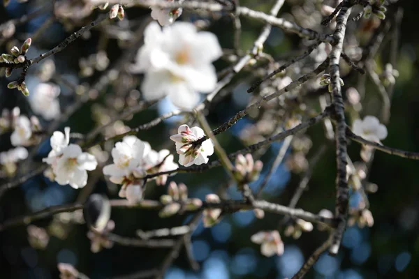 Цвіт Мигдалевому Дереві Коста Бланка Іспанія — стокове фото