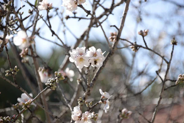 Blommor Mandelträd Costa Blanca Spanien — Stockfoto