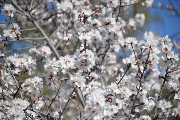 Цвіт Мигдалевому Дереві Коста Бланка Іспанія — стокове фото