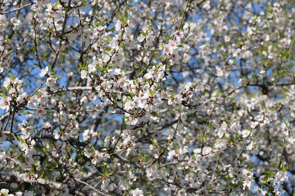 Blommor Mandelträd Costa Blanca Spanien — Stockfoto