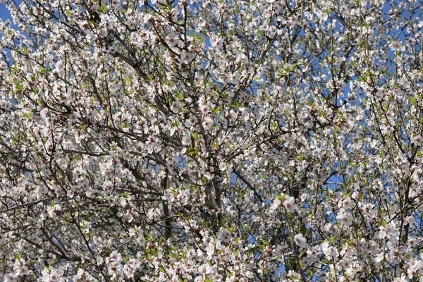 Blüten Auf Mandelbäumen Costa Blanca Spanien — Stockfoto