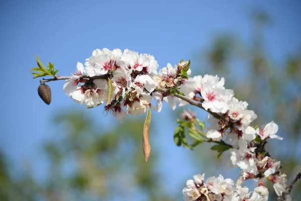 Blommor Mandelträd Costa Blanca Spanien — Stockfoto