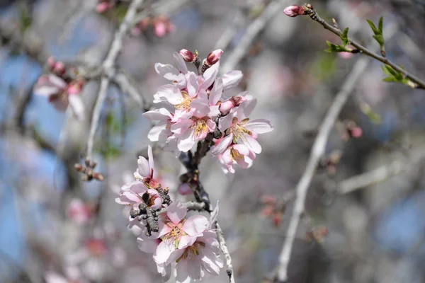 Blüten Auf Mandelbäumen Costa Blanca Spanien — Stockfoto