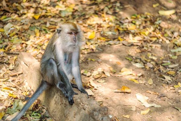 Asiatische Affenwildtiere Auf Verschwommenem Hintergrund — Stockfoto