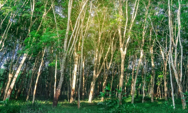 Para Gummiträd Latexgummiplantage Och Trädgummi Södra Thailand — Stockfoto