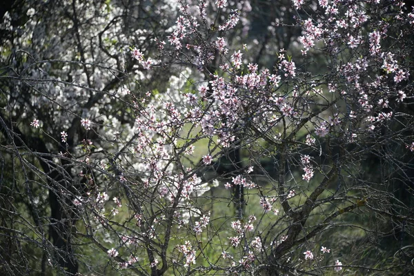 Fleurs Sur Amandier Costa Blanca Espagne — Photo