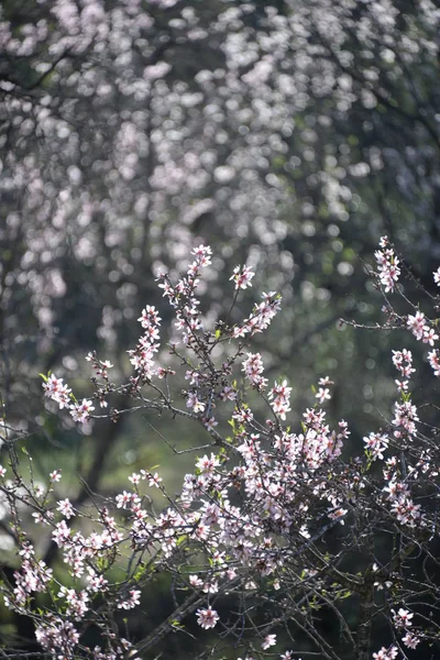 Blossoms Almond Tree Costa Blanca Spain — Stock Photo, Image