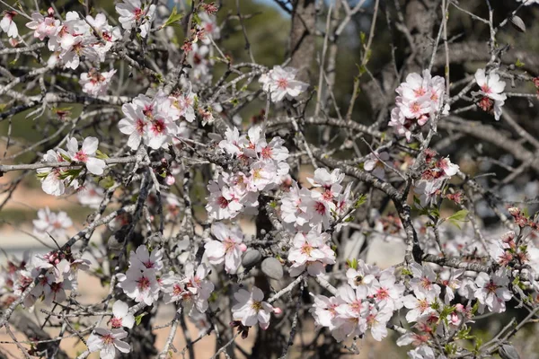 Flores Almendro Costa Blanca España — Foto de Stock