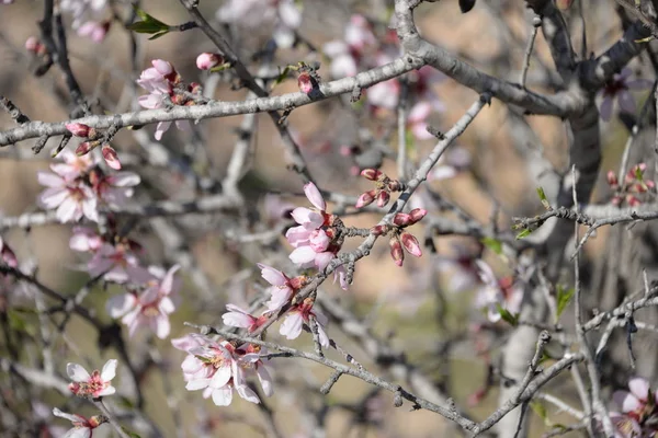 アーモンドの木の上の花 コスタリカ スペイン — ストック写真