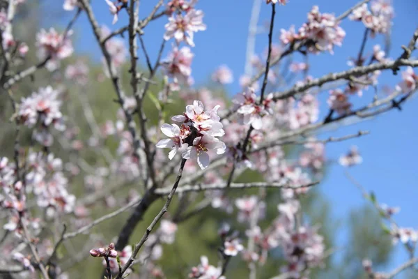 アーモンドの木の上の花 コスタリカ スペイン — ストック写真