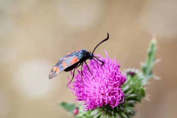 Egy Pillangó Közelsége Amint Egy Növényen Kószál — Stock Fotó