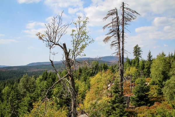 Sziklaképződés Erdők Harz Hegyekben — Stock Fotó