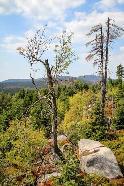 Skalní Útvar Les Pohoří Harz — Stock fotografie