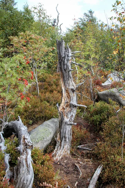ハーツ山脈の岩の形成と森 — ストック写真
