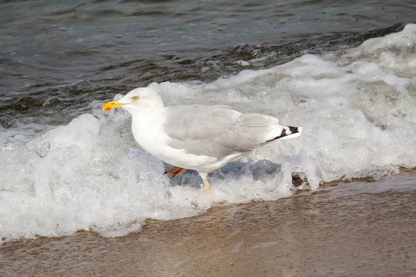 Seagull Beach Baltic Sea — 스톡 사진