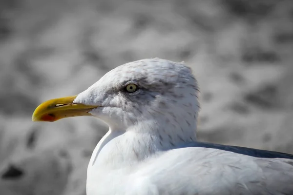 Mås Stranden Det Baltiska Havet — Stockfoto