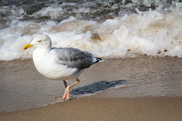 Une Mouette Sur Plage Mer Baltique — Photo