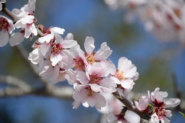 アーモンドの木の上の花 コスタリカ スペイン — ストック写真