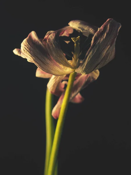 Stary Zwiędły Tulipan Fioletowy Ciemnym Tle Ubiegły Uroda Kruchość Streszczenie — Zdjęcie stockowe
