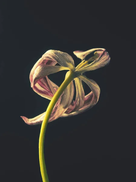 Oude Verdorde Paarse Tulp Een Donkere Achtergrond Verleden Schoonheid Met — Stockfoto