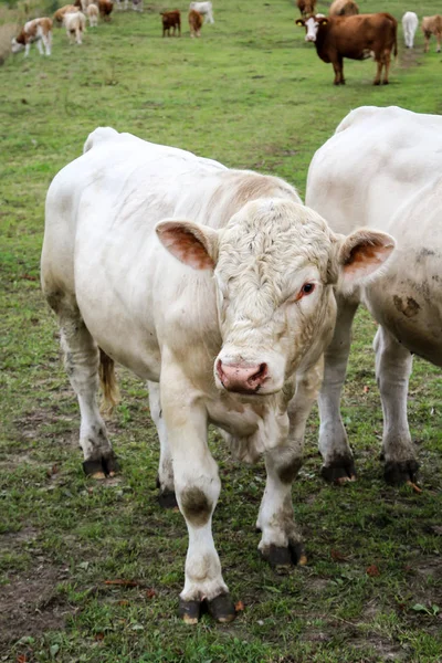 Lot Cows Pasture — Stock Photo, Image