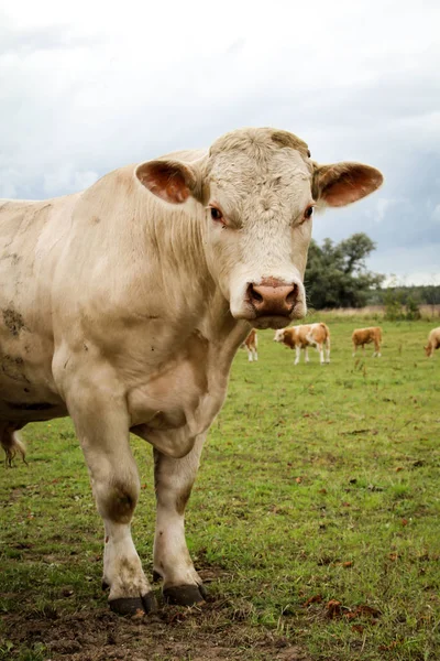 Montón Vacas Pasto — Foto de Stock