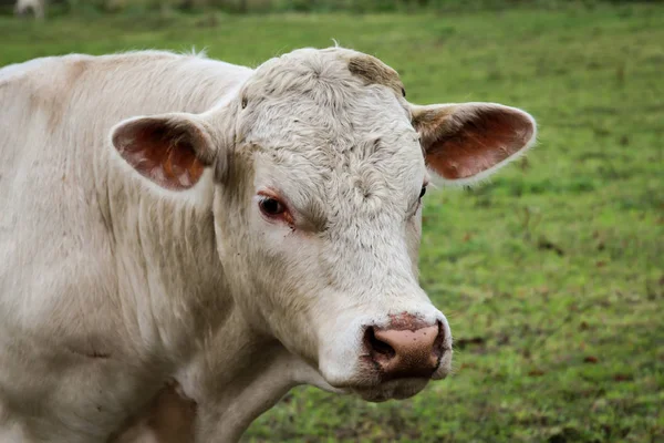 Lot Cows Pasture — Stock Photo, Image