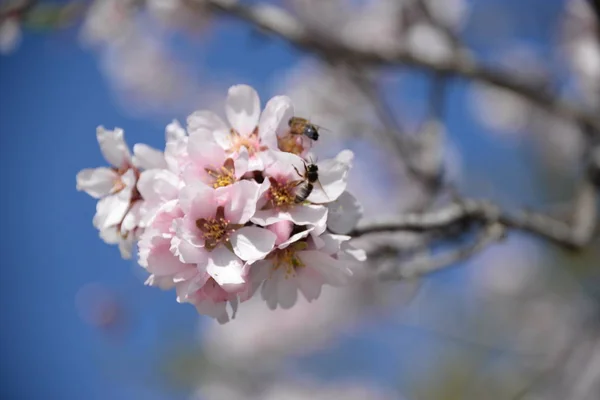 Blüten Auf Mandelbäumen Costa Blanca Spanien — Stockfoto