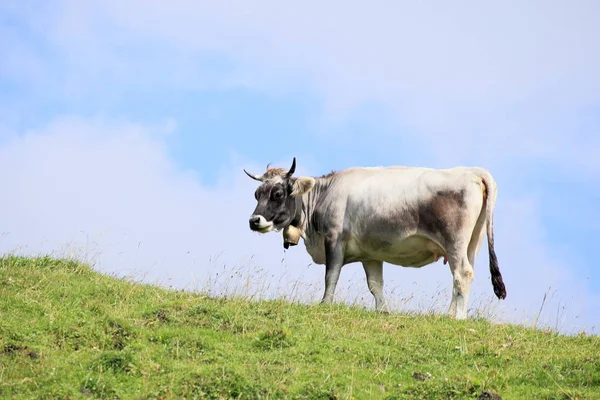 Eine Milchkuh Mit Glocke Auf Einem Feld — Stockfoto