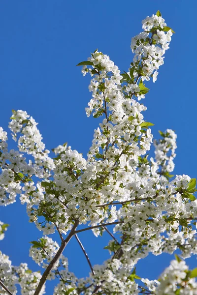 木の上の桜 — ストック写真