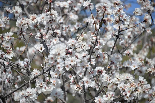 Blossoms Almond Tree Costa Blanca Spain — Stock Photo, Image