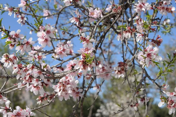 Fleurs Sur Amandier Costa Blanca Espagne — Photo