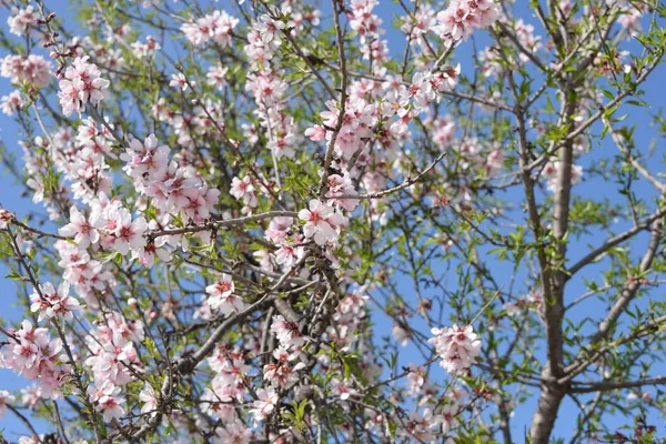 Fleurs Sur Amandier Costa Blanca Espagne — Photo